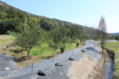 �Ή��s�g���@�����ɐ��H