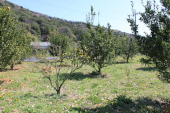 �Ή��s�g���@�����̗l�q